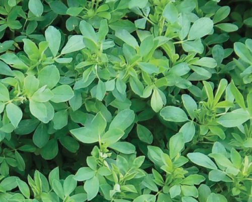 Alfalfa Perennial
